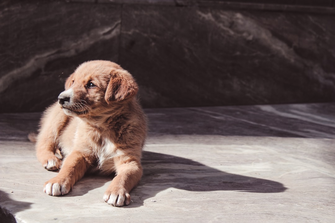 강아지입양 관련 대표 이미지
