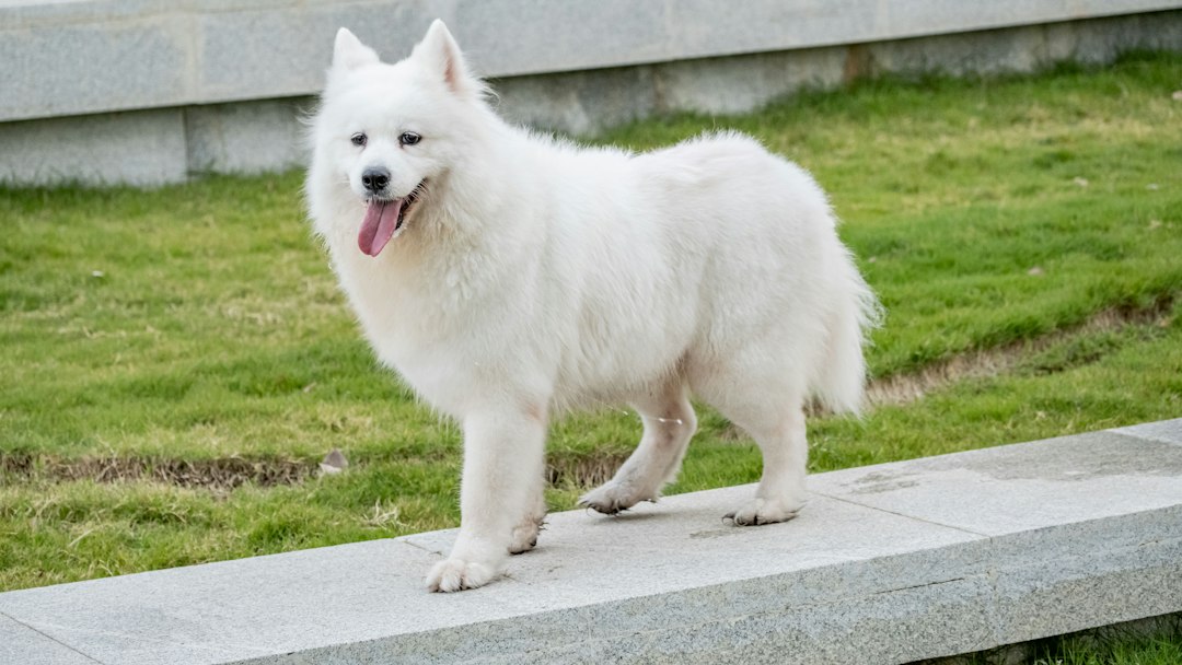 강아지캔 참고 이미지 2