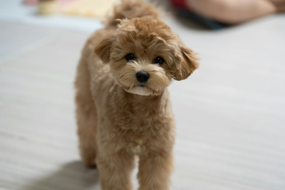 강아지예방접종 참고 이미지 2